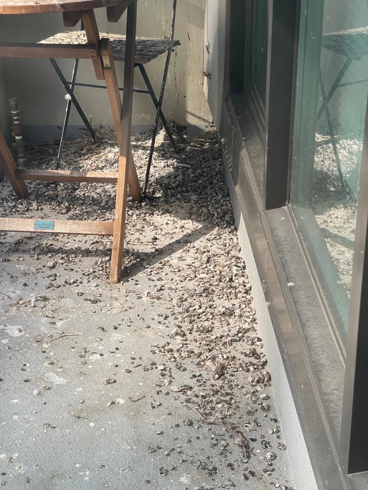 A balcony floor heavily soiled by roosting pigeons, before cleanup