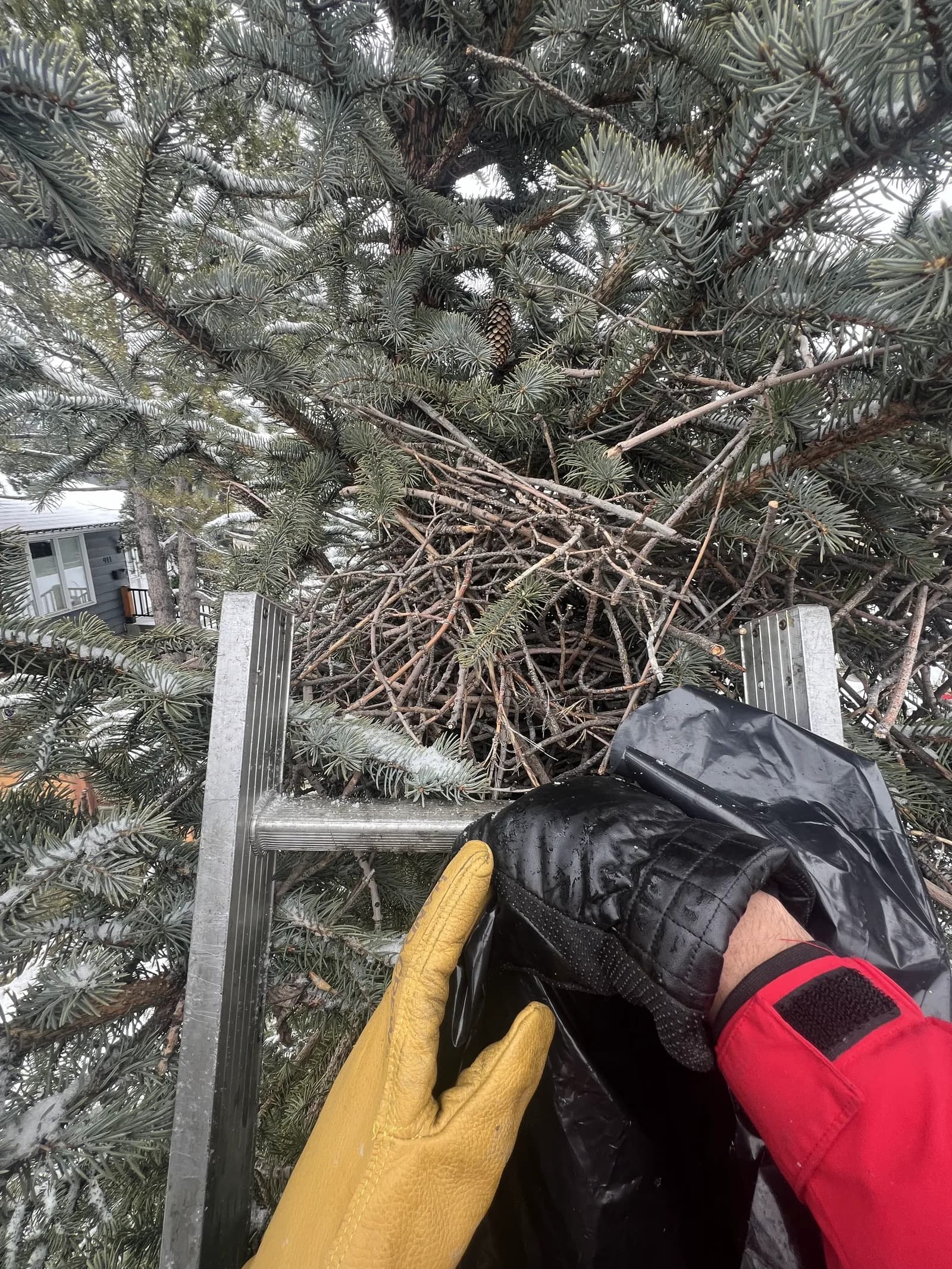 A technician removing a stick nest from a spruce tree