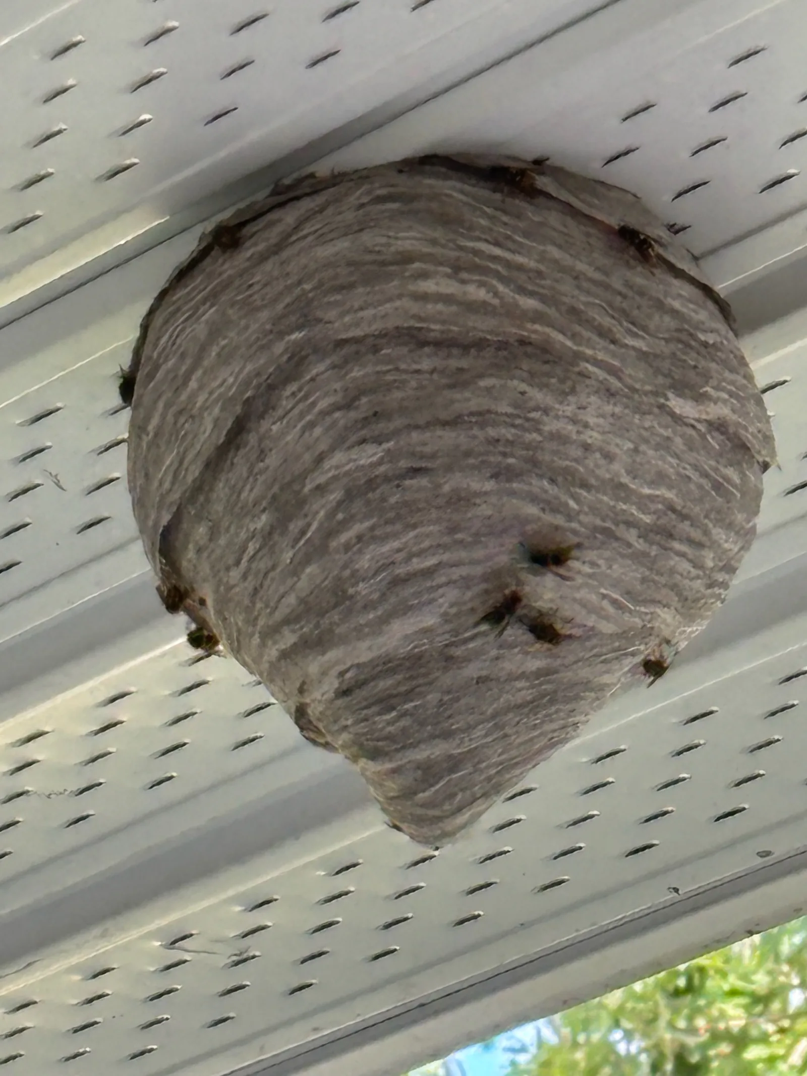 A paper wasp nest attached under a metal roof overhang