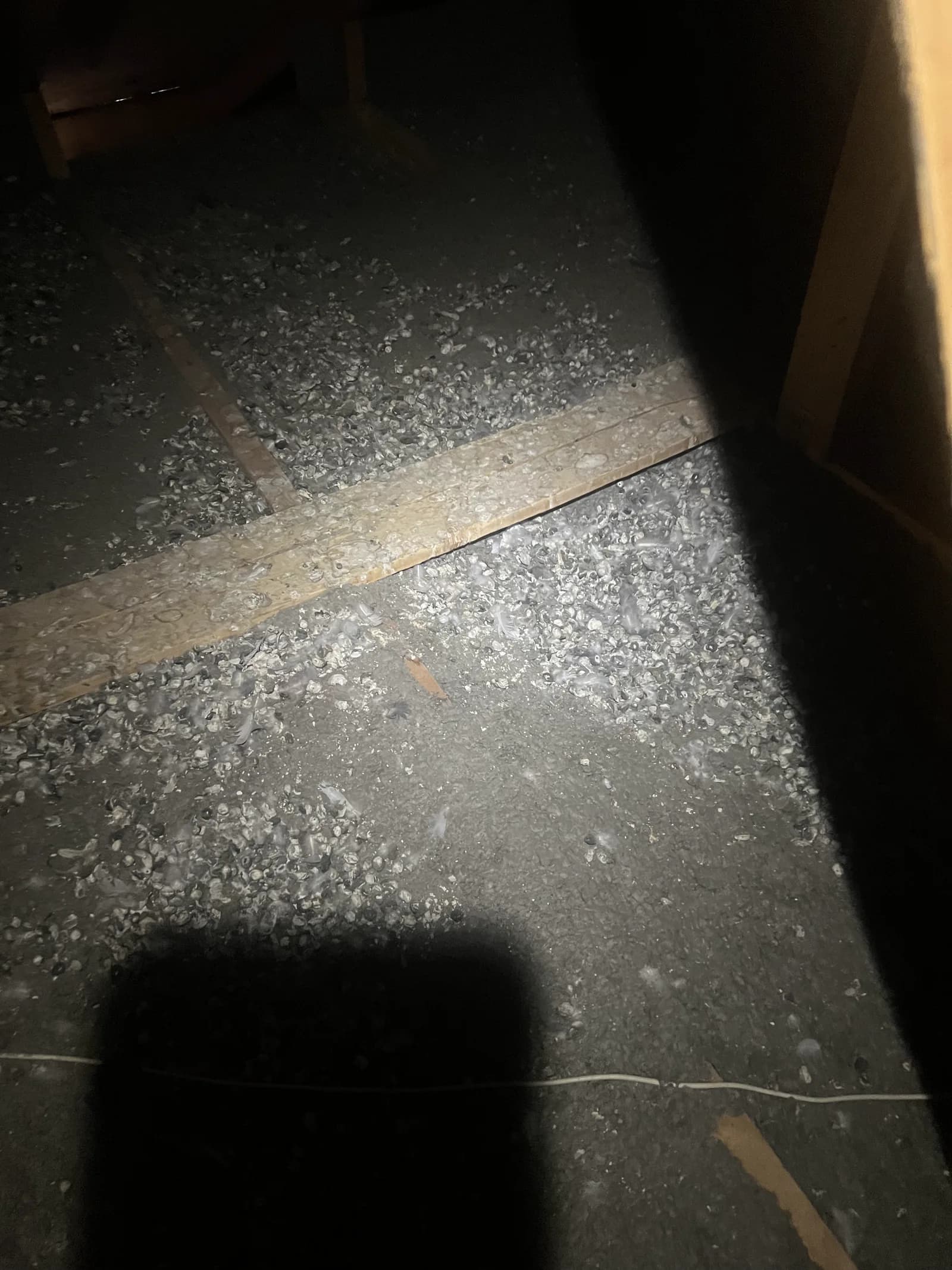 Rodent droppings across attic insulation, found during inspection