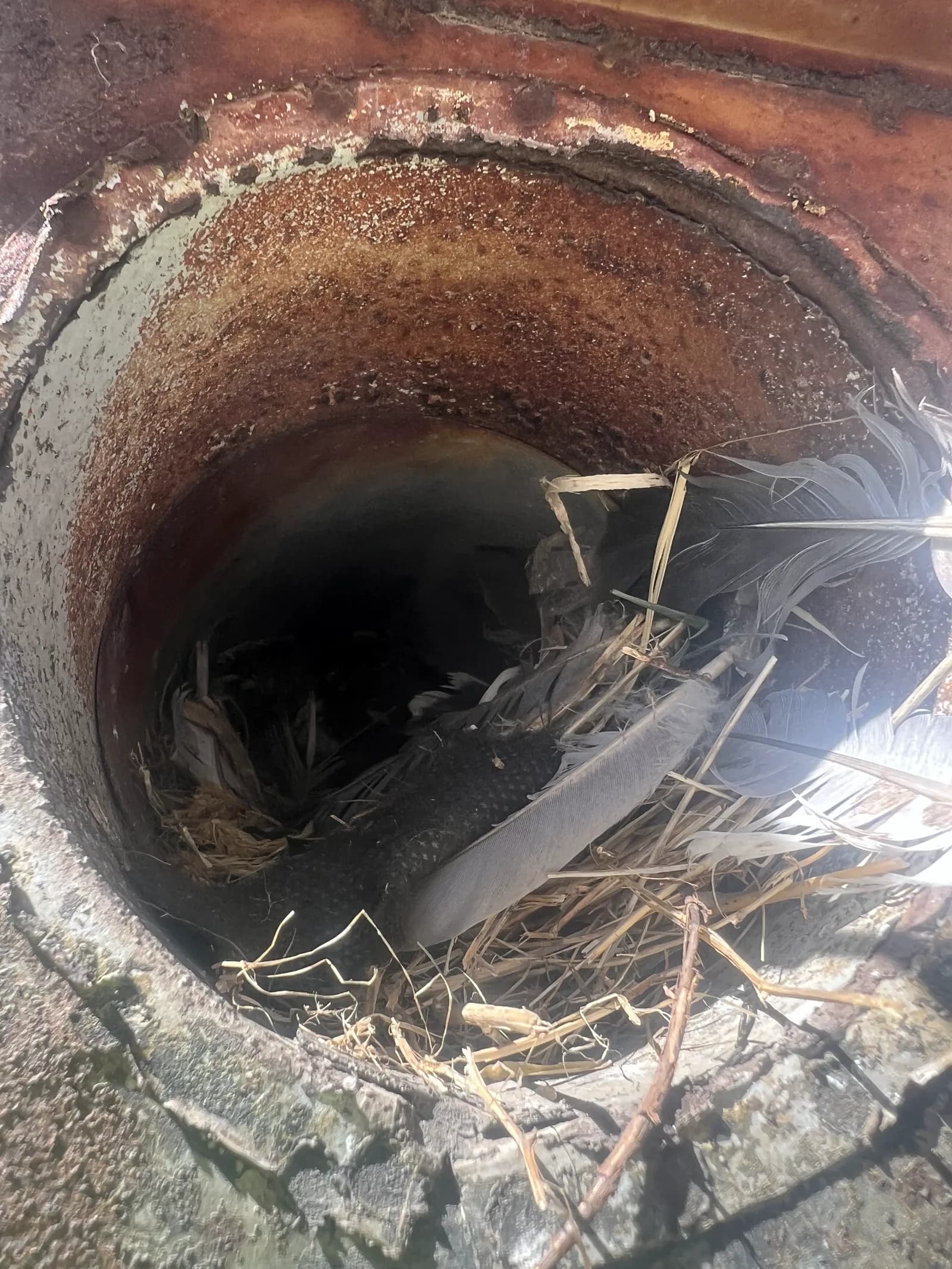 Feathers and nesting material found inside a vent pipe