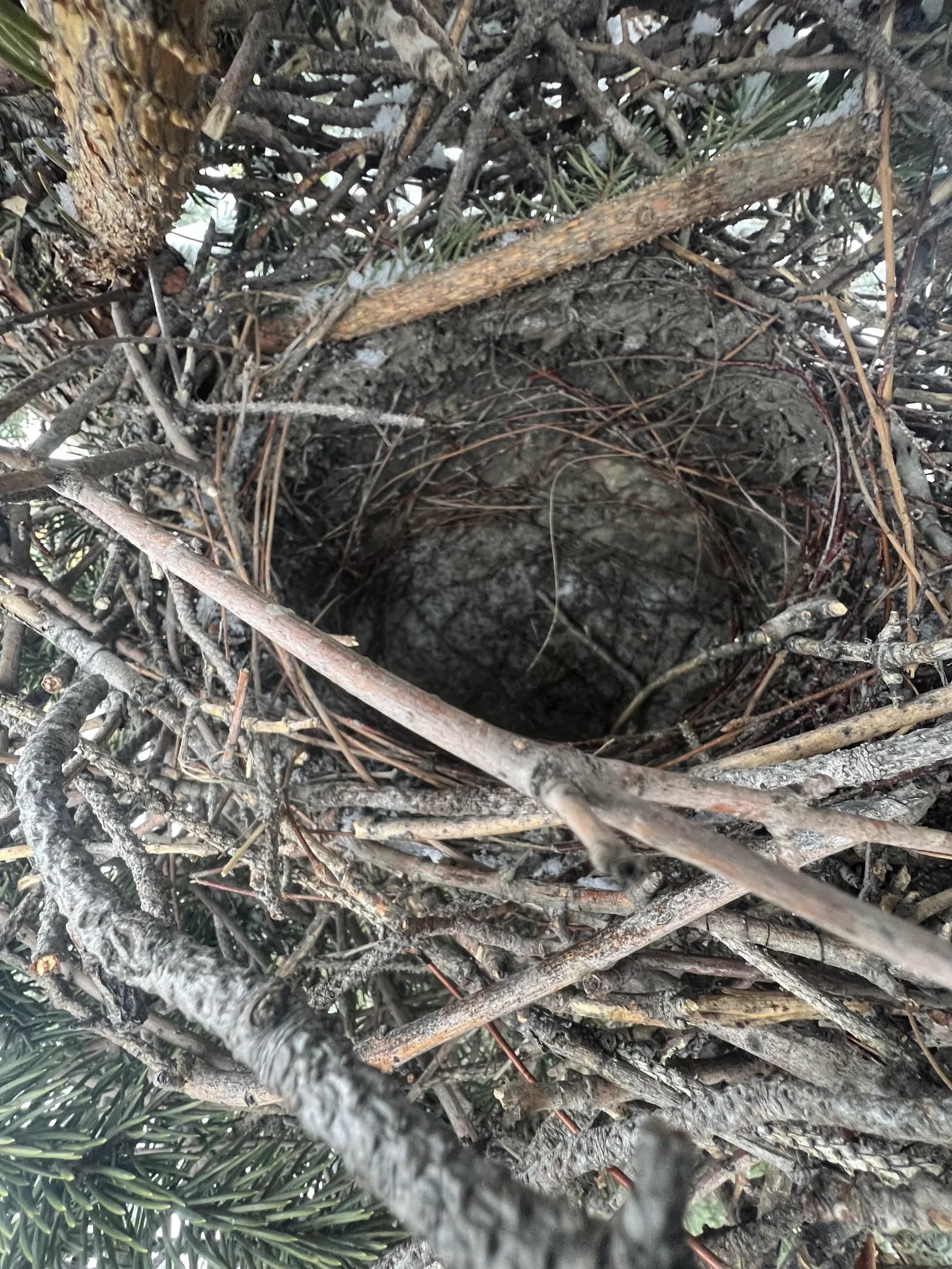 The removed nest, built deep into the pine branches