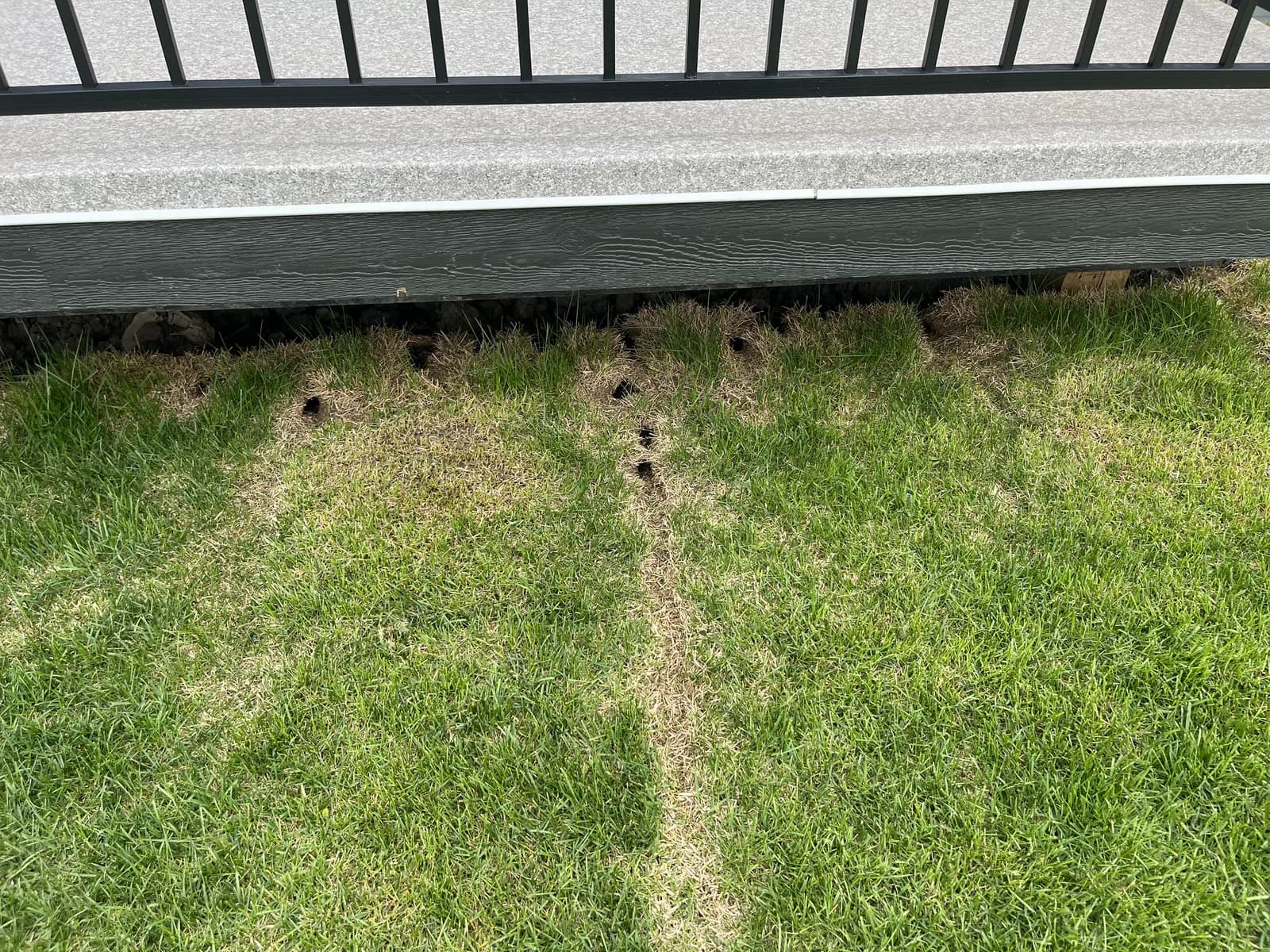 Rodent burrow holes along a house foundation line