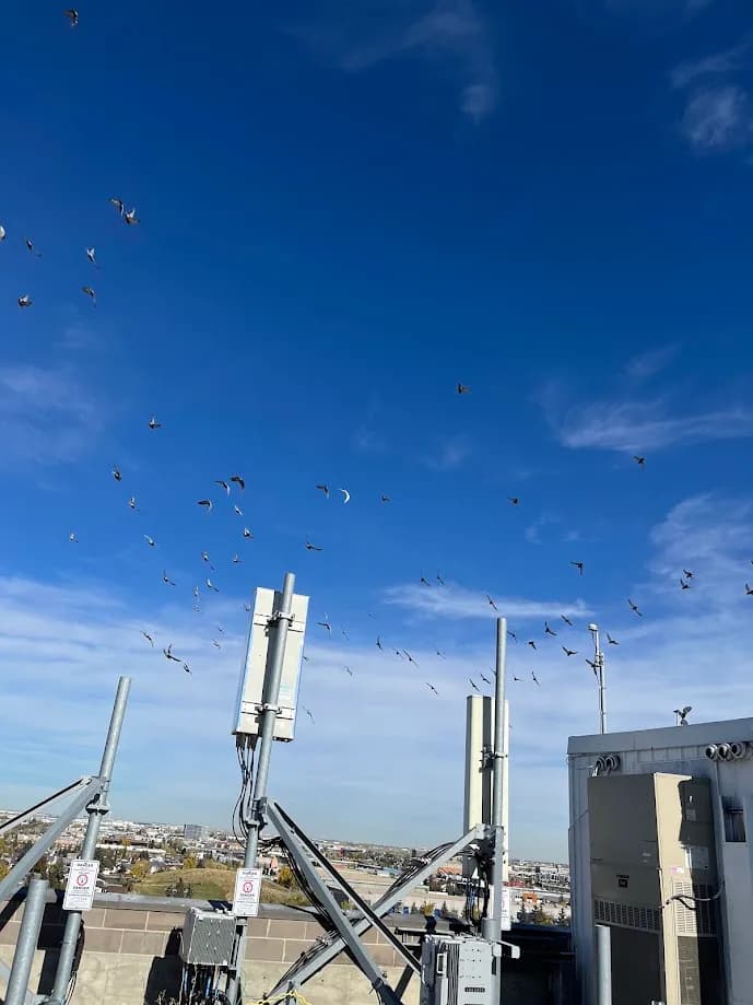 Pigeons gathered on a commercial rooftop before exclusion work