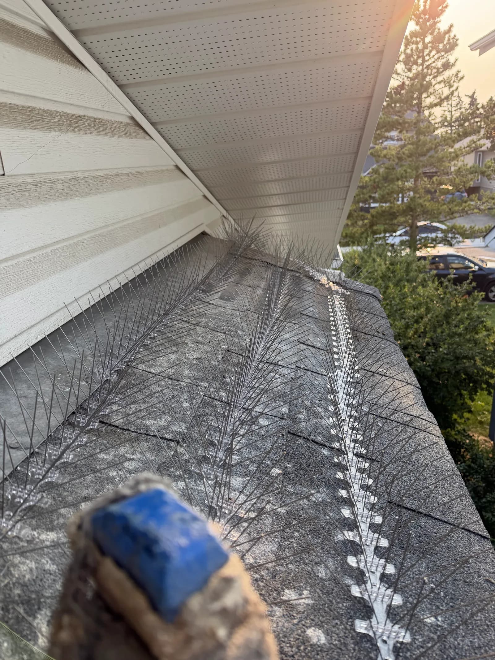 Stainless bird spike strips being fitted along a shingled roofline